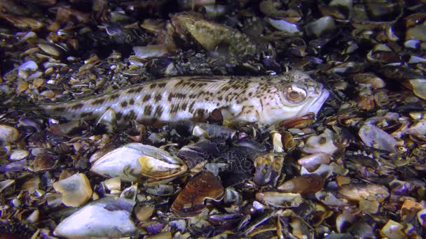 Peces tóxicos Mayor weever (Trachinus draco) enterrado en el suelo . — Vídeos de Stock