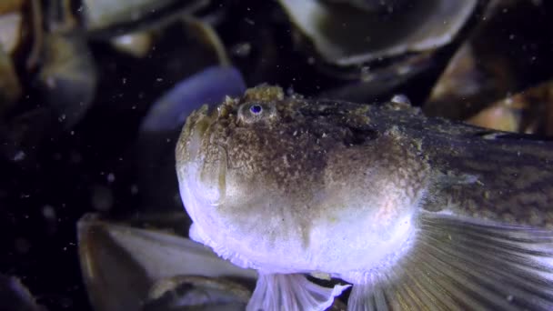 Gefährlicher Fisch Atlantischer Sternengucker (Uranoscopus scaber) lockt Beute. — Stockvideo