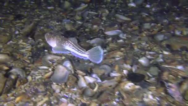 Poissons dangereux Baignades et terriers de l'observateur des étoiles de l'Atlantique (Uranoscopus scaber) .