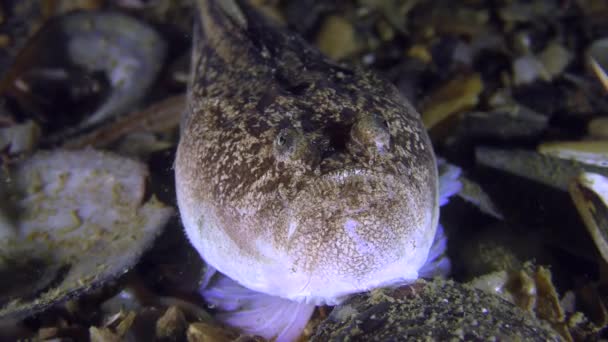 Poisson dangereux Estargazer atlantique (Uranoscopus scaber), portrait .