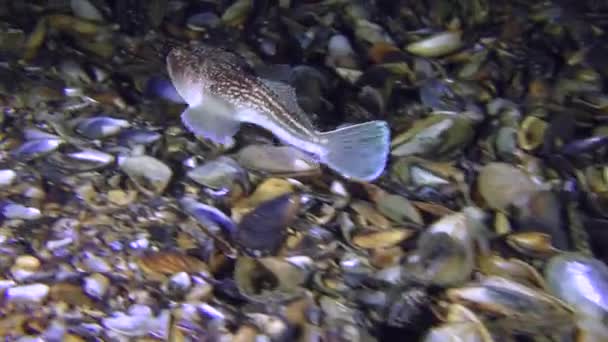 Gefährlicher Fisch Atlantischer Sternengucker (Uranoscopus scaber) schwimmt. — Stockvideo