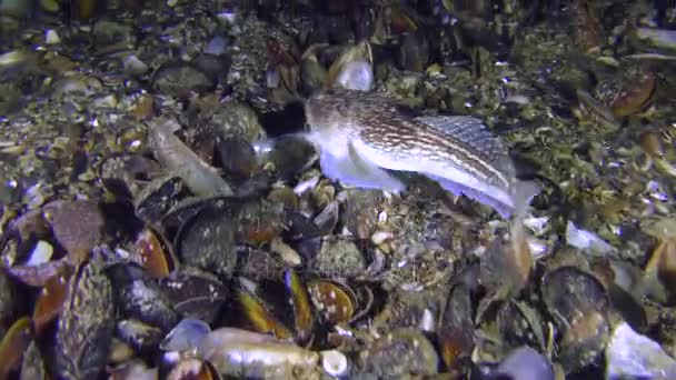 有毒的鱼大西洋观星 （Uranoscopus 头） 游泳和钻洞. — 图库视频影像