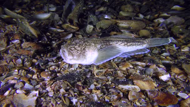 Peces tóxicos El astrónomo atlántico (Uranoscopus scaber) yace en el fondo . — Vídeos de Stock