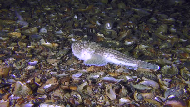 Giftige vis Atlantische stargazer (Uranoscopus scaber) ligt op de bodem en drijft weg. — Stockvideo