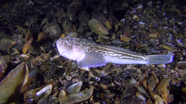 Peixes venenosos Atlantic Stargazer (Uranoscopus scaber) encontra-se no fundo . — Vídeo de Stock