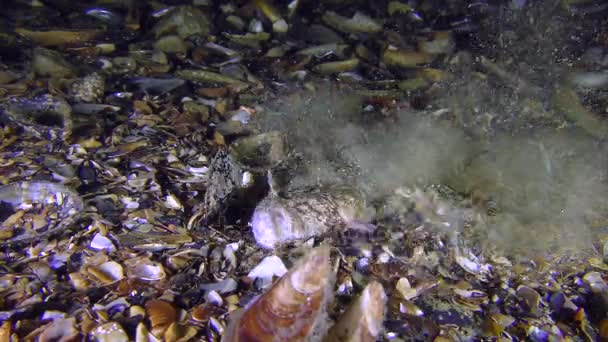 Poissons toxiques L'observateur des étoiles de l'Atlantique (Uranoscopus scaber) s'enfouit dans le fond .