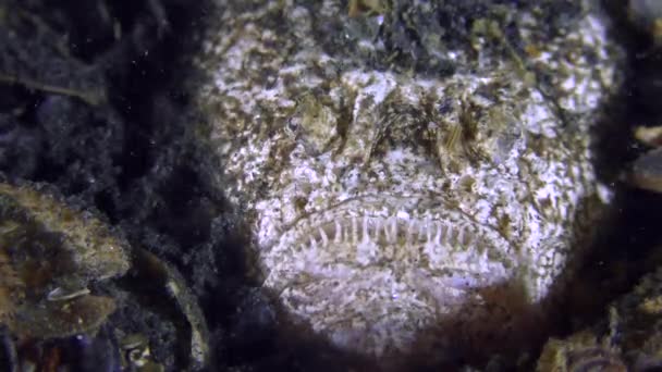 Jedovaté ryby Atlantic stargazer (Uranoscopus scaber) láká kořist. — Stock video