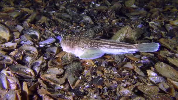 Toxic fish Atlantic stargazer (Uranoscopus scaber) lures prey. — Stock Video