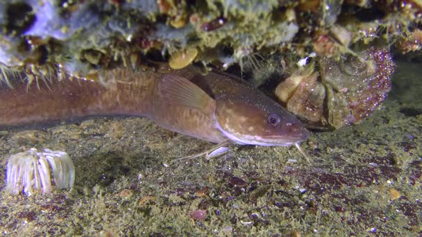 Shore-rockling vagy a Földközi-tengeri rockling (Gaidropsarus-mediterraneus). — Stock videók