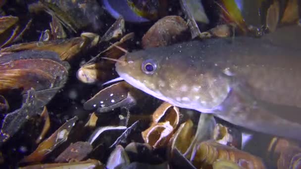 Kıyı rockling ya da Akdeniz rockling (Gaidropsarus mediterraneus), portre. — Stok video