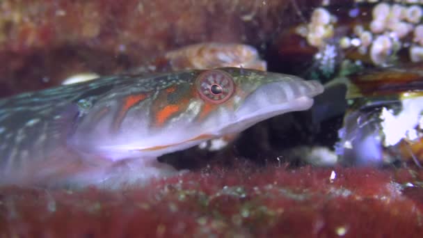 Funny Connemara clingfish (Lepadogaster candolii), portrait. — Stock Video