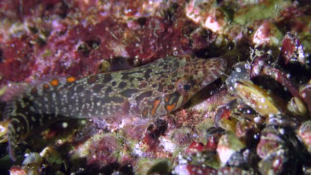 Engraçado Connemara clingfish (Lepadogaster candolii) no fundo . — Vídeo de Stock