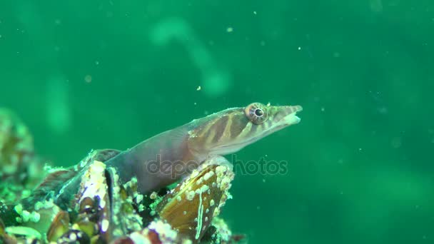 Цікава риба Коннемара (Lepadogaster candolii), портрет . — стокове відео