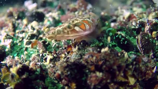 Legrační Connemara clingfish (Lepadogaster candolii) se otáčí oči. — Stock video