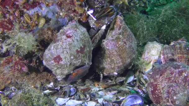 Zvědavý Connemara clingfish (Lepadogaster candolii), samec. — Stock video