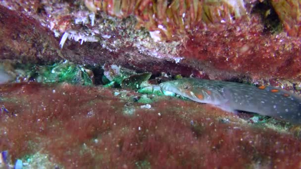 Zabawny Connemara lepadogaster (Lepadogaster candolii), dwa samce. — Wideo stockowe