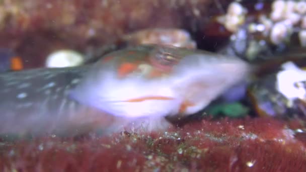 Komické Connemara clingfish (Lepadogaster candolii), krmení. — Stock video