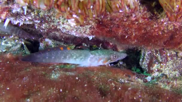 Par Connemara clingfish (Lepadogaster candolii ). — Vídeos de Stock