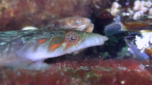 Zvědavý Connemara clingfish (Lepadogaster candolii), krmení. — Stock video