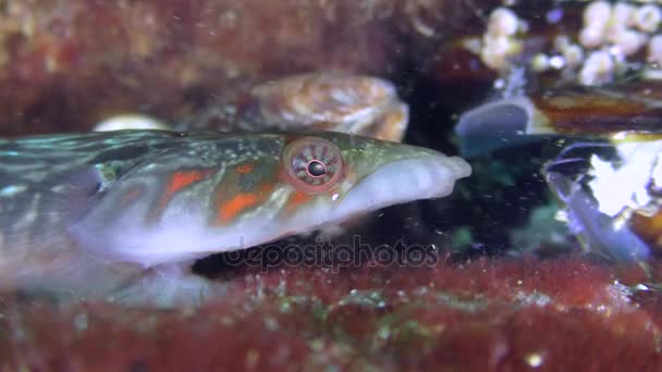 Ciekaw lepadogaster Connemara (Lepadogaster candolii), żywienie. — Wideo stockowe