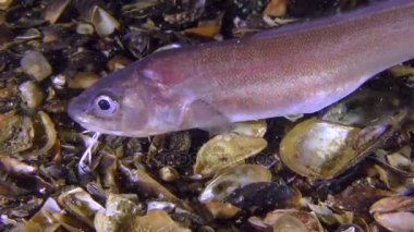 Alt balık Roche's yılan blenny (Ophidion rochei) gıda için arıyor.
