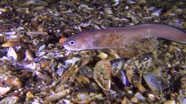 Roche'un yılan blenny (Ophidion rochei) yiyecek arayan.