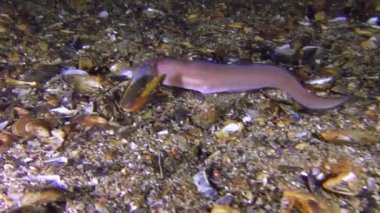 Alt balık Roche's yılan blenny (Ophidion rochei) gıda için arıyor.