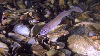 Gece balık Roche's yılan blenny (Ophidion rochei) gıda için arıyor.
