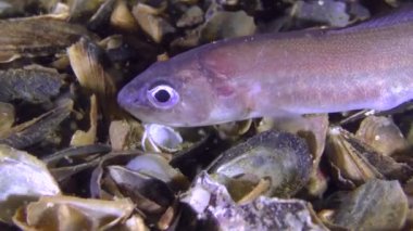 Roche'un yılan blenny (Ophidion rochei) yiyecek arayan.