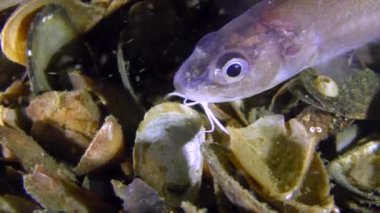 Deniz balık Roche's yılan blenny (Ophidion rochei) gıda için arıyor.