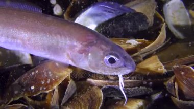 Deniz balık Roche blenny (Ophidion rochei), yılan besleme.