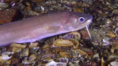 Gece balık Roche's yılan blenny (Ophidion rochei), uzakta yüzen.