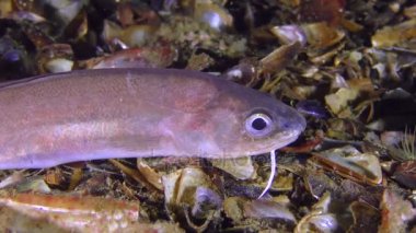 Alt balık Roche's yılan blenny (Ophidion rochei), portre.