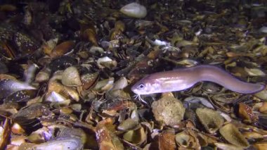 Roche'un yılan blenny (Ophidion rochei) altına gömer.
