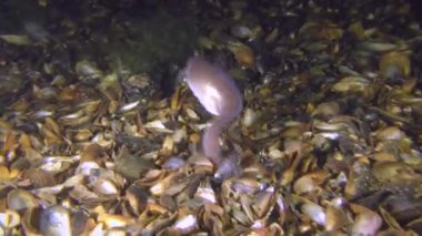 Deniz balık Roche's yılan blenny (Ophidion rochei) altına gömer.