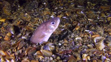 Gece balık Roche's yılan blenny (Ophidion rochei) olduğu yere ikiye.