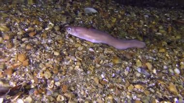 UNIQUE vurdu: Roche'un yılan blenny (Ophidion rochei), ses alarm.