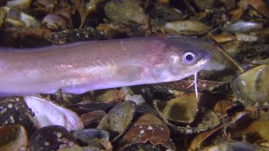 Ateş nadir: Roche'un yılan blenny (Ophidion rochei), ses alarm.