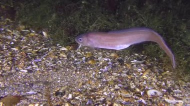 Nadir vurdu: Roche'un yılan blenny (Ophidion rochei), ses sinyalleri.