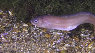 Ateş nadir: Roche'un yılan blenny (Ophidion rochei), ses sinyalleri.
