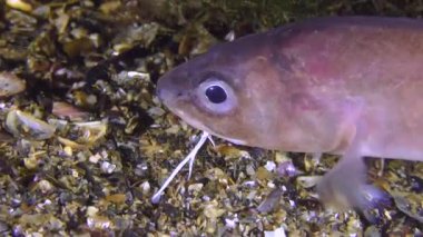 UNIQUE vurdu: Roche'un yılan blenny (Ophidion rochei), ses sinyalleri.