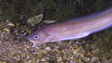 Nadir vurdu: Roche'un yılan blenny (Ophidion rochei), davul tomar.