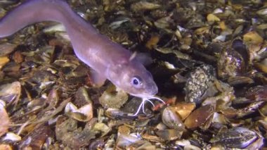 UNIQUE vurdu: Roche'un yılan blenny (Ophidion rochei), davul.