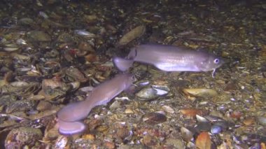 Nadir vurdu: Roche'un yılan blenny (Ophidion rochei), ses düello.