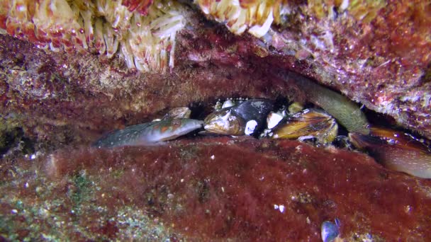 Par Connemara clingfish (Lepadogaster candolii ). — Vídeo de Stock