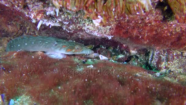 Connemara clingfish (Lepadogaster candolii), macho . — Vídeo de Stock