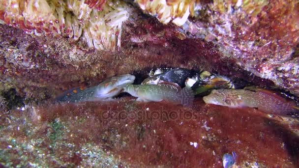 Connemara clingfish (Lepadogaster candolii), conflito territorial . — Vídeo de Stock