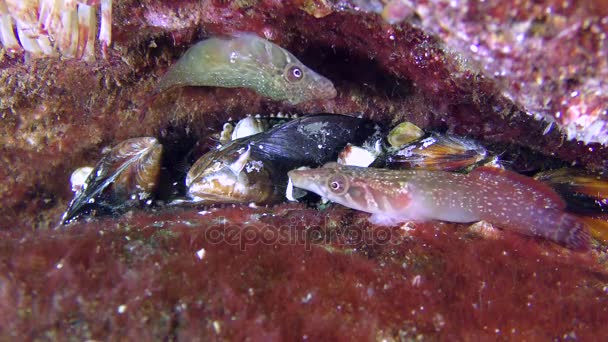 Connemara clingfish (Lepadogaster candolii), teritoriální konflikt. — Stock video