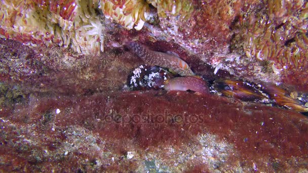 Paar Connemara clingfish (Lepadogaster candolii). — Stockvideo