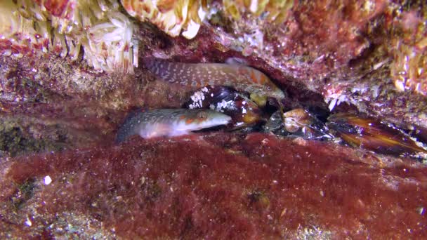 Connemara clingfish (Lepadogaster candolii), twee mannetjes. — Stockvideo